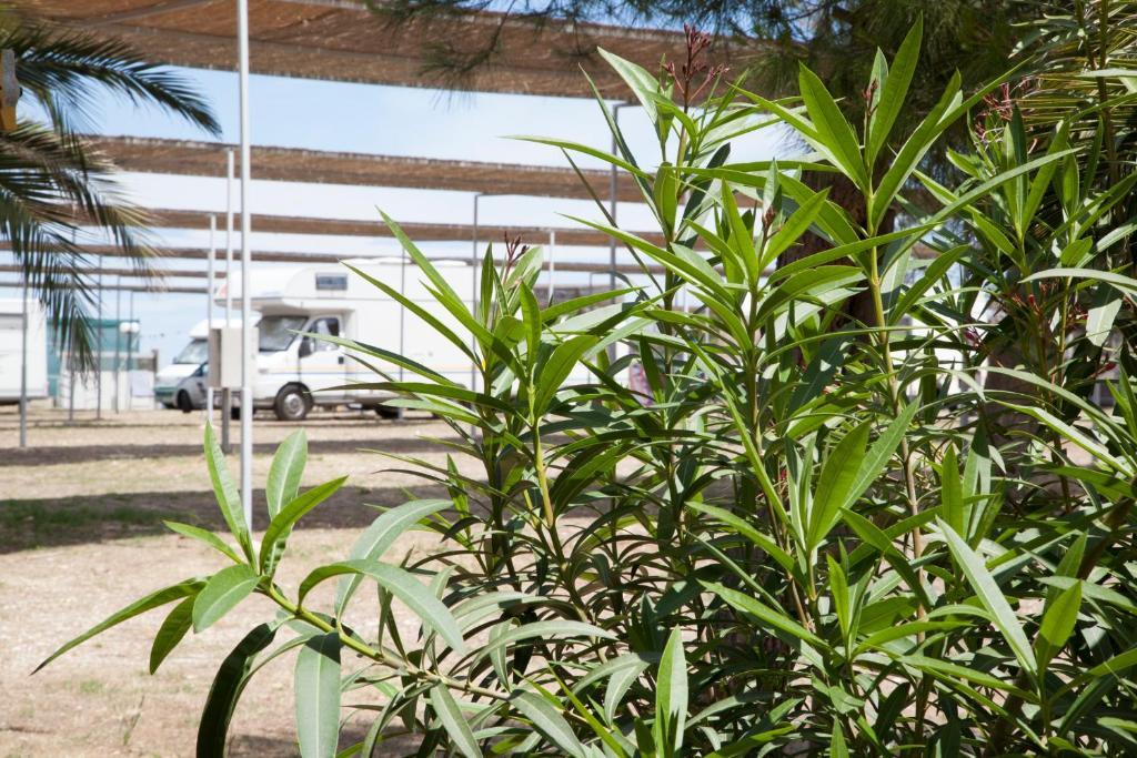Villaggio Turistico Scialmarino 维耶斯泰 外观 照片